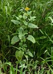 Verbesina encelioides