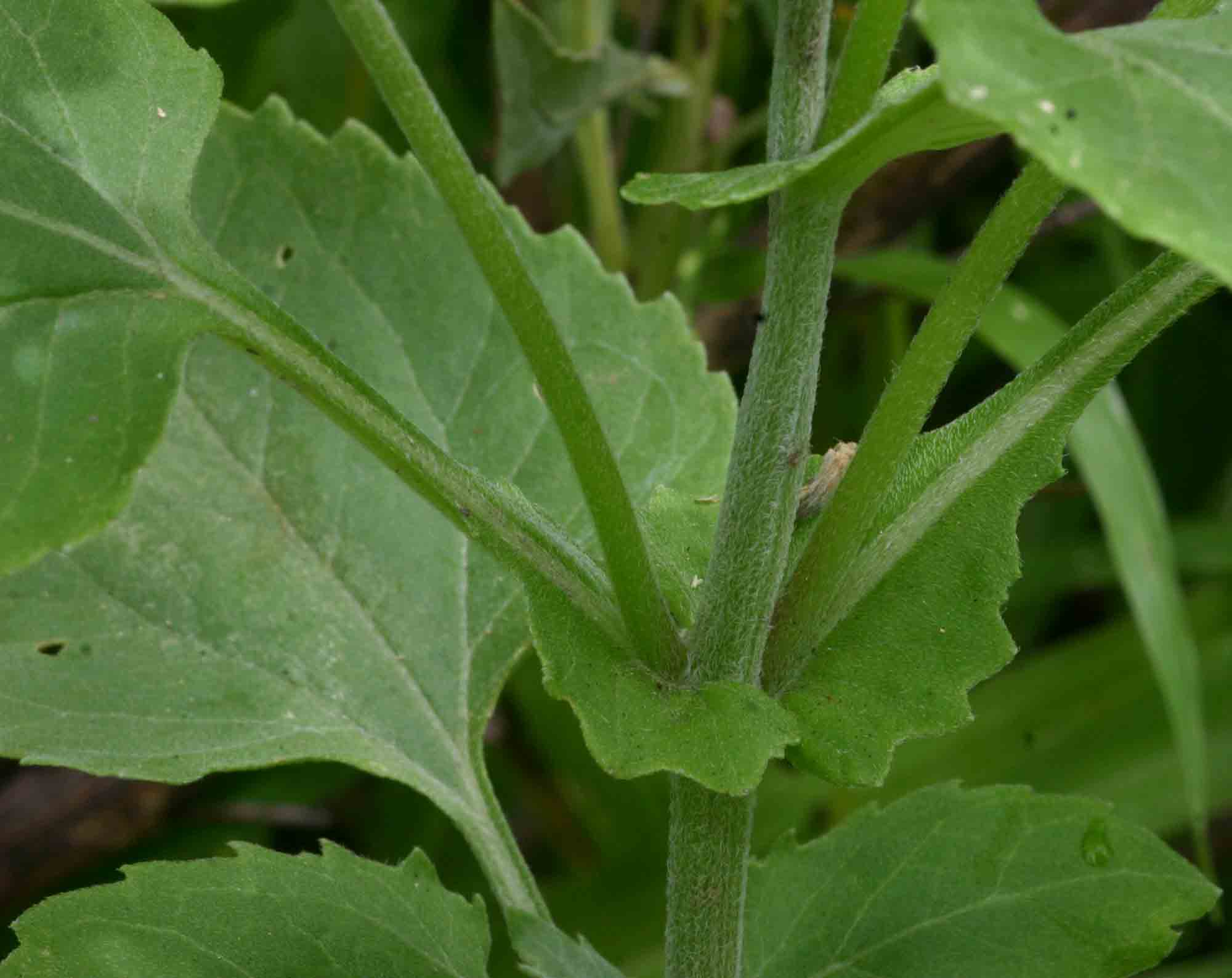 Verbesina encelioides