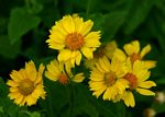 Verbesina encelioides