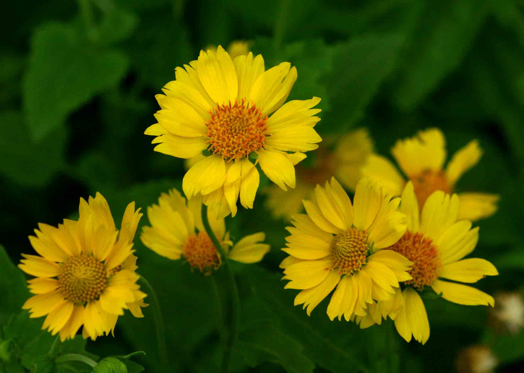 Verbesina encelioides