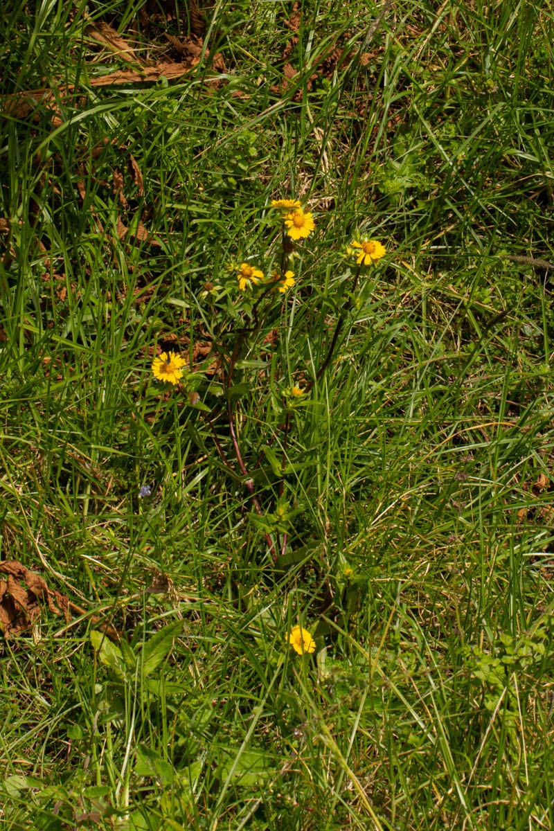 Guizotia scabra