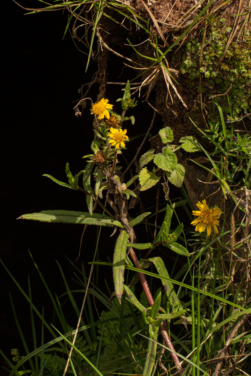 Guizotia scabra