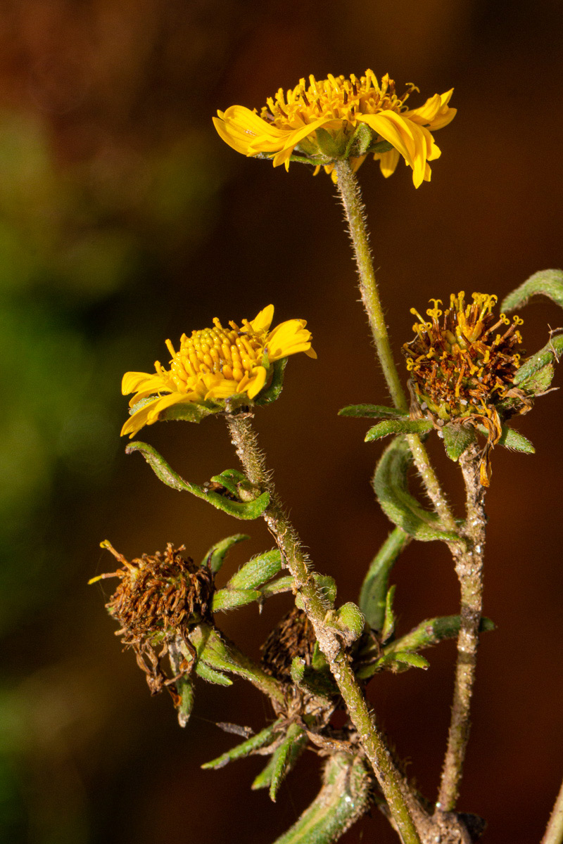 Guizotia scabra