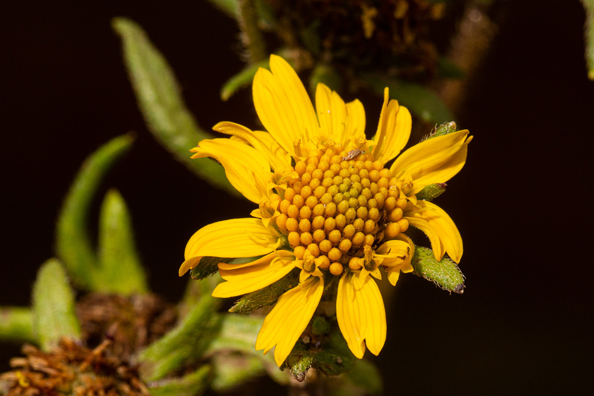 Guizotia scabra