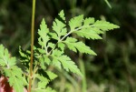 Bidens schimperi