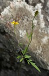 Bidens schimperi