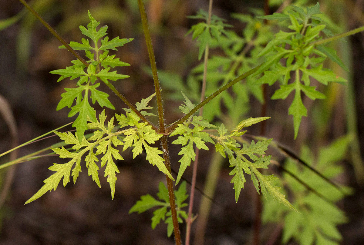 Bidens schimperi