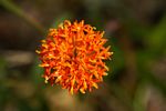 Hypericophyllum compositarum