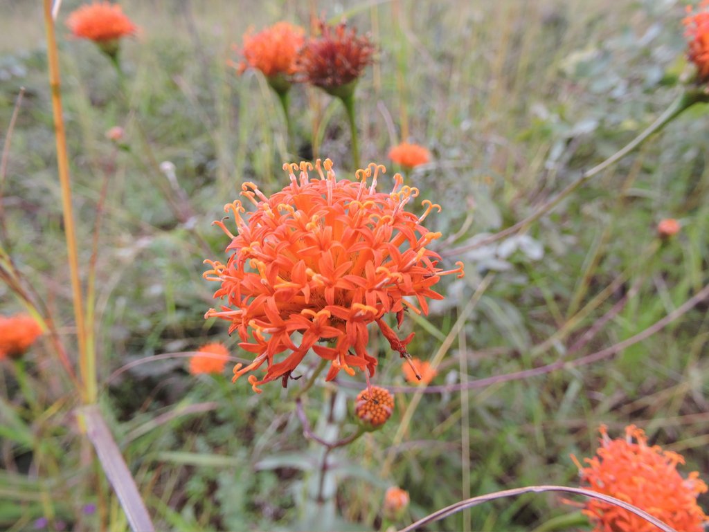 Hypericophyllum compositarum