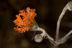 Hypericophyllum compositarum