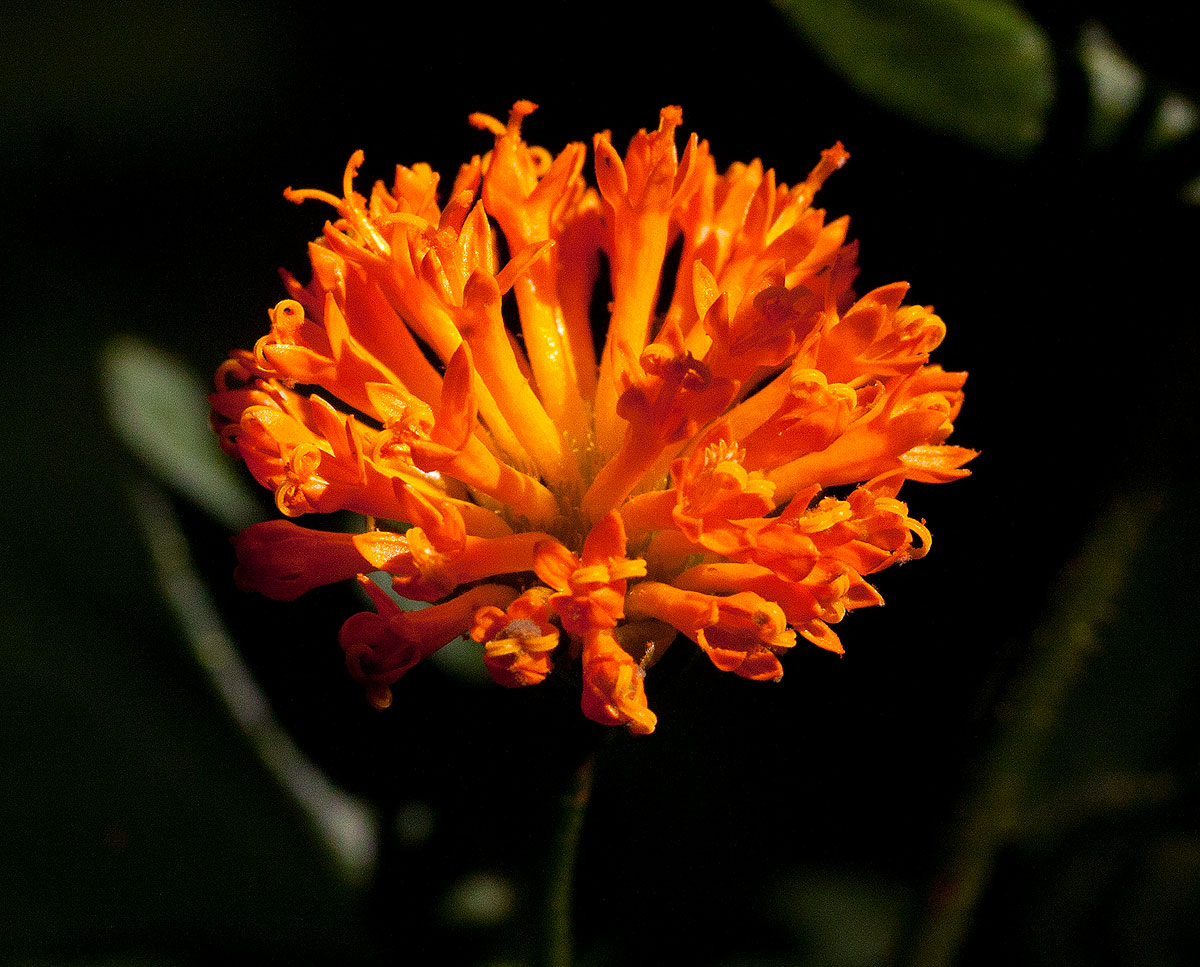 Hypericophyllum compositarum