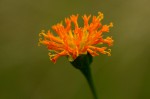 Hypericophyllum compositarum