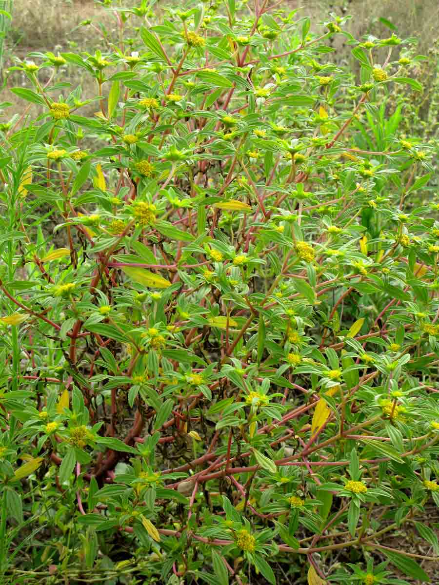 Flaveria trinervia
