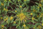 Flaveria trinervia