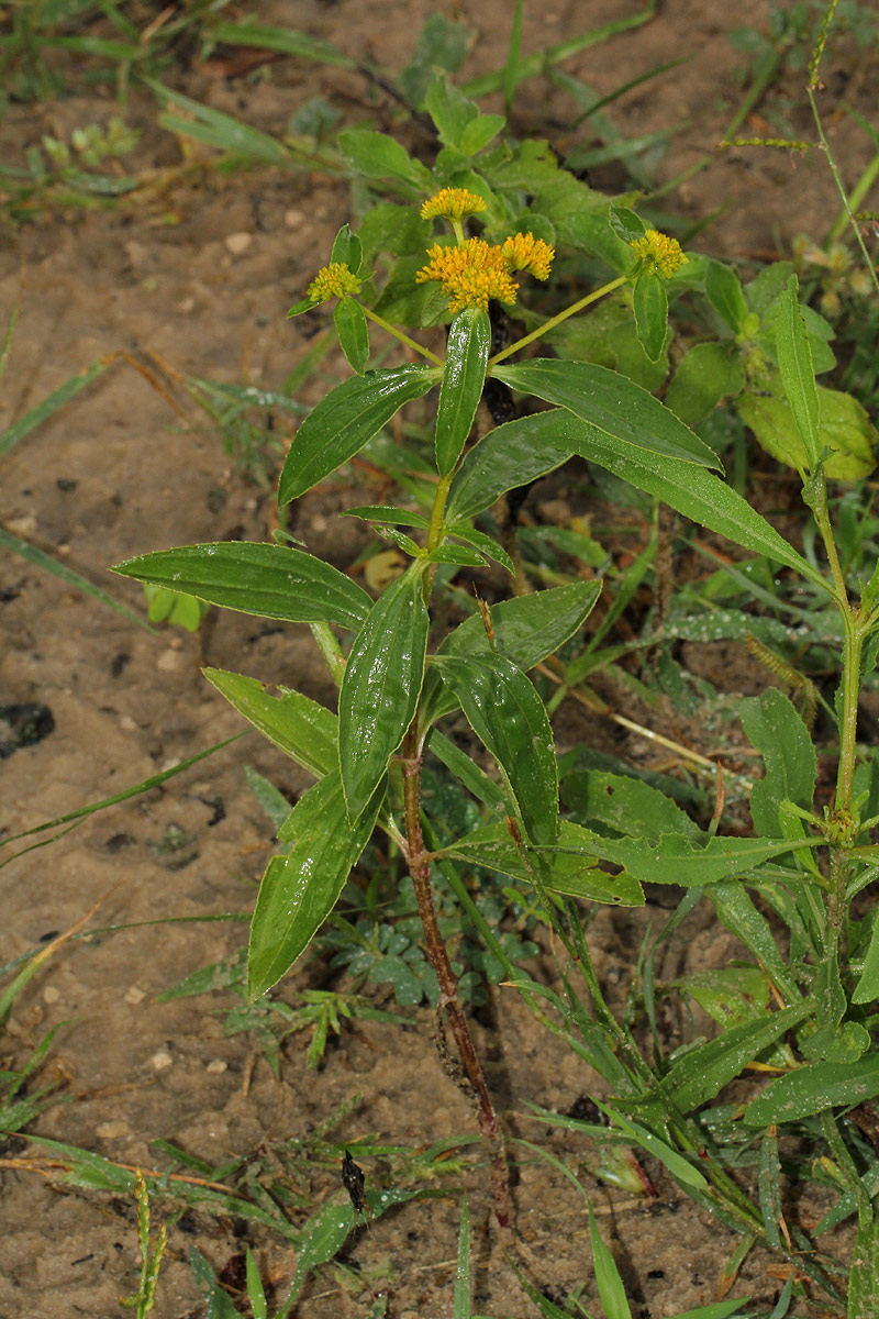 Flaveria trinervia
