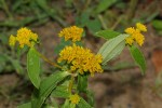 Flaveria trinervia