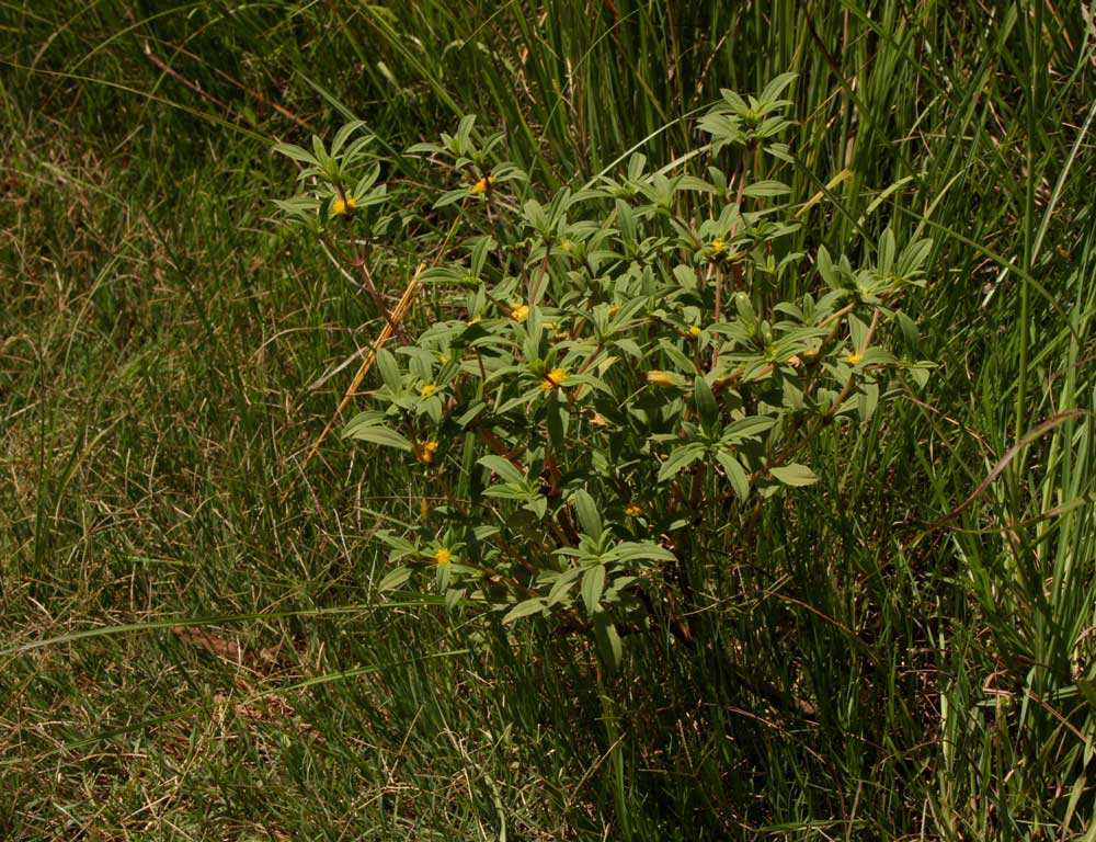 Flaveria trinervia