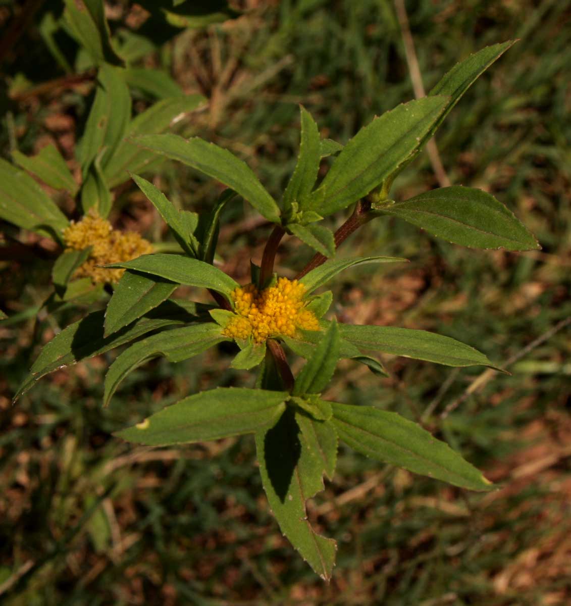 Flaveria trinervia