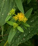 Flaveria trinervia