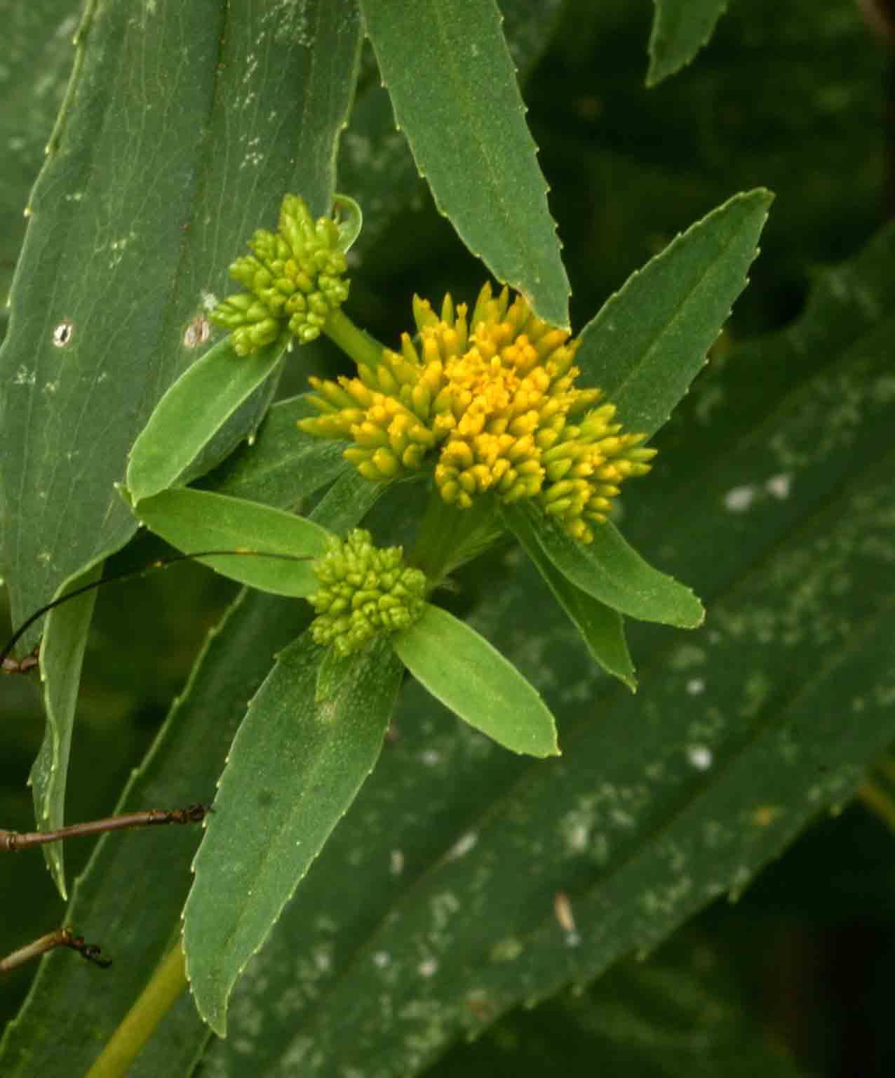 Flaveria trinervia
