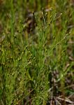 Schkuhria pinnata