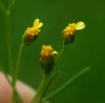 Schkuhria pinnata