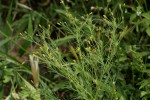 Schkuhria pinnata