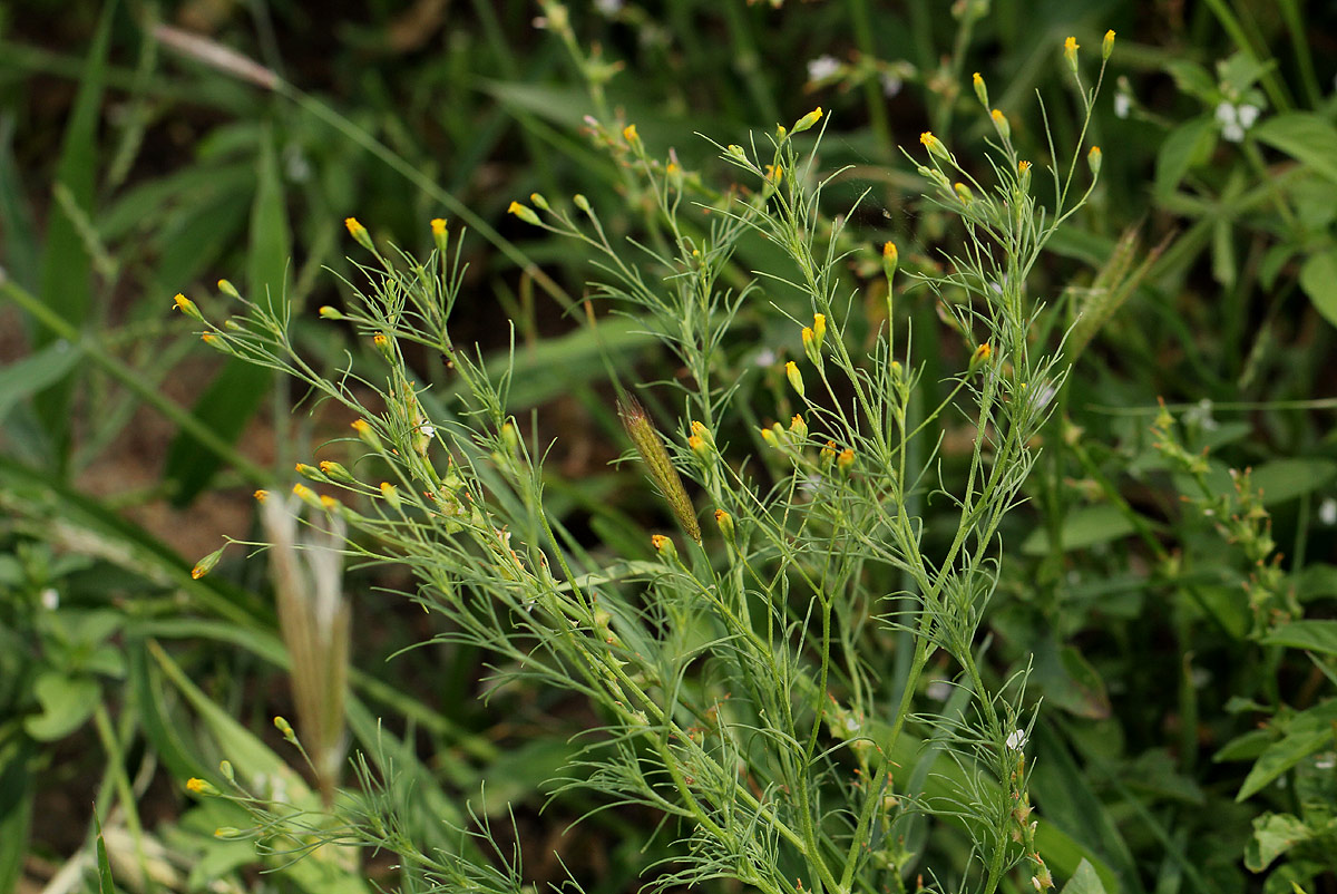Schkuhria pinnata