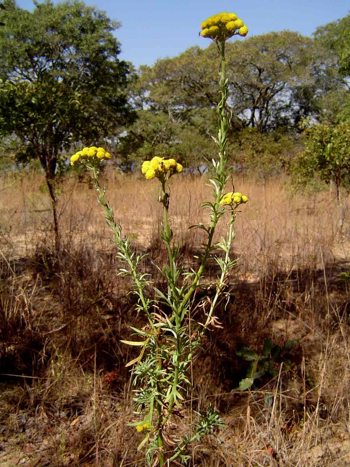 Schistostephium crataegifolium
