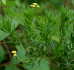 Schistostephium crataegifolium