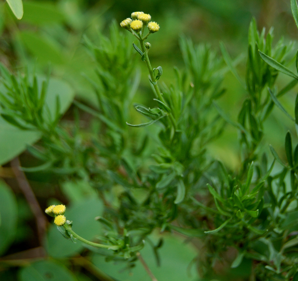 Schistostephium crataegifolium