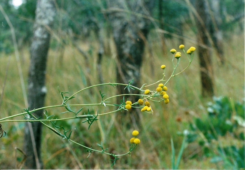 Schistostephium crataegifolium