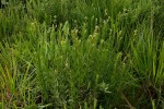 Schistostephium crataegifolium