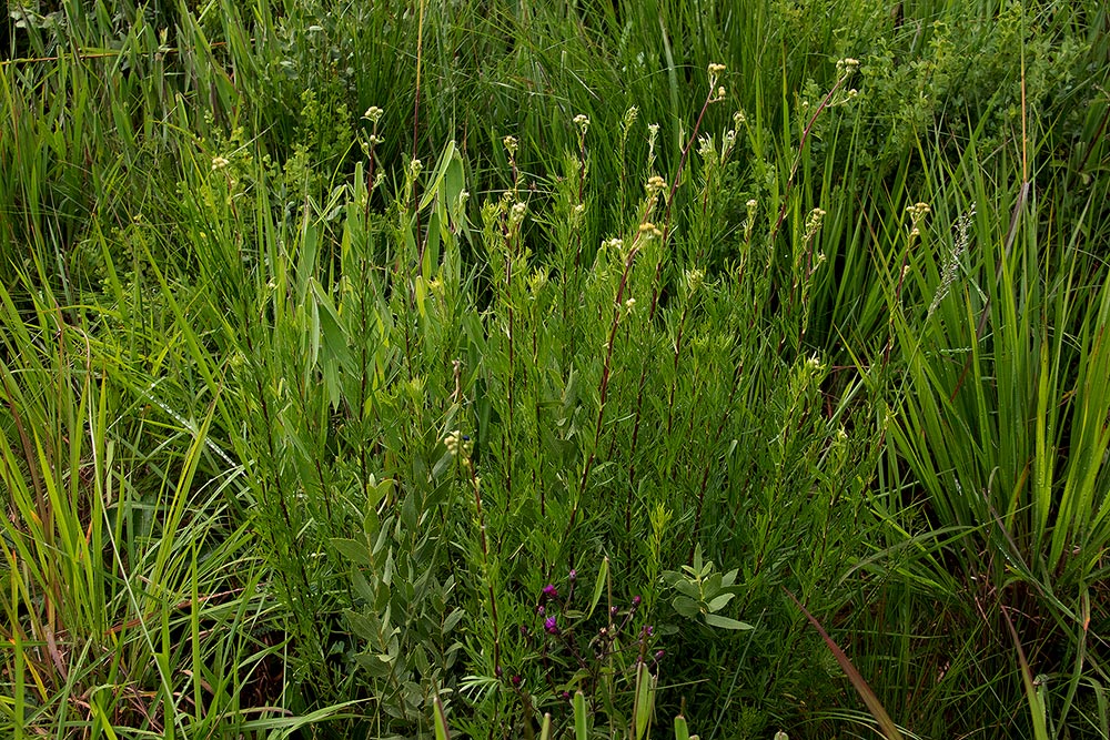 Schistostephium crataegifolium