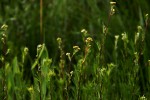 Schistostephium crataegifolium