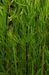 Schistostephium crataegifolium