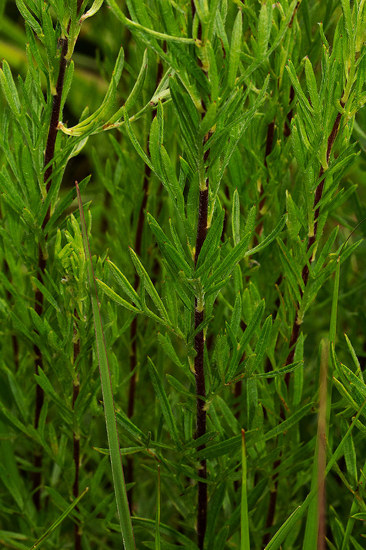 Schistostephium crataegifolium