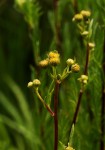 Schistostephium crataegifolium