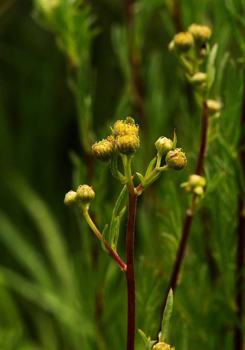 Schistostephium crataegifolium