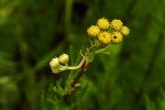 Schistostephium crataegifolium