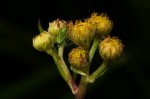 Schistostephium crataegifolium