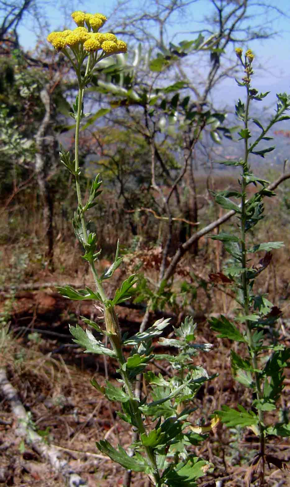Schistostephium heptalobum