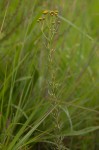 Schistostephium heptalobum