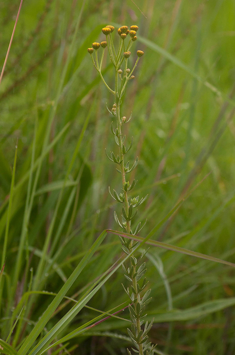 Schistostephium heptalobum