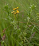Schistostephium heptalobum