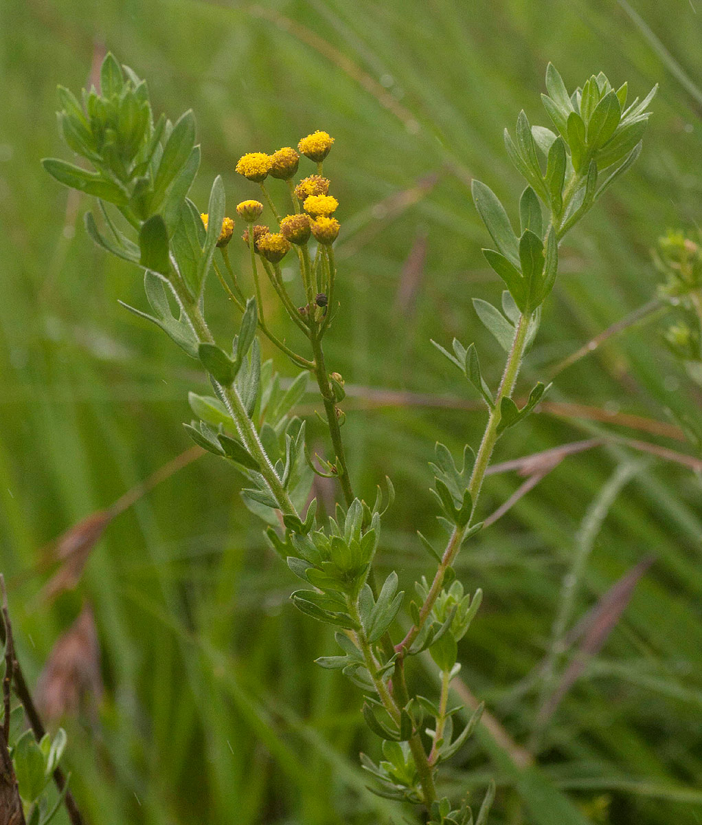 Schistostephium heptalobum