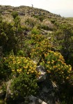 Schistostephium oxylobum