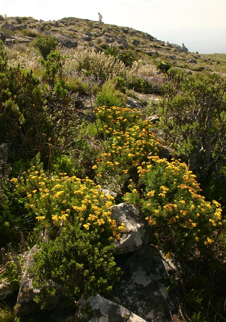 Schistostephium oxylobum