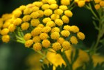 Schistostephium oxylobum