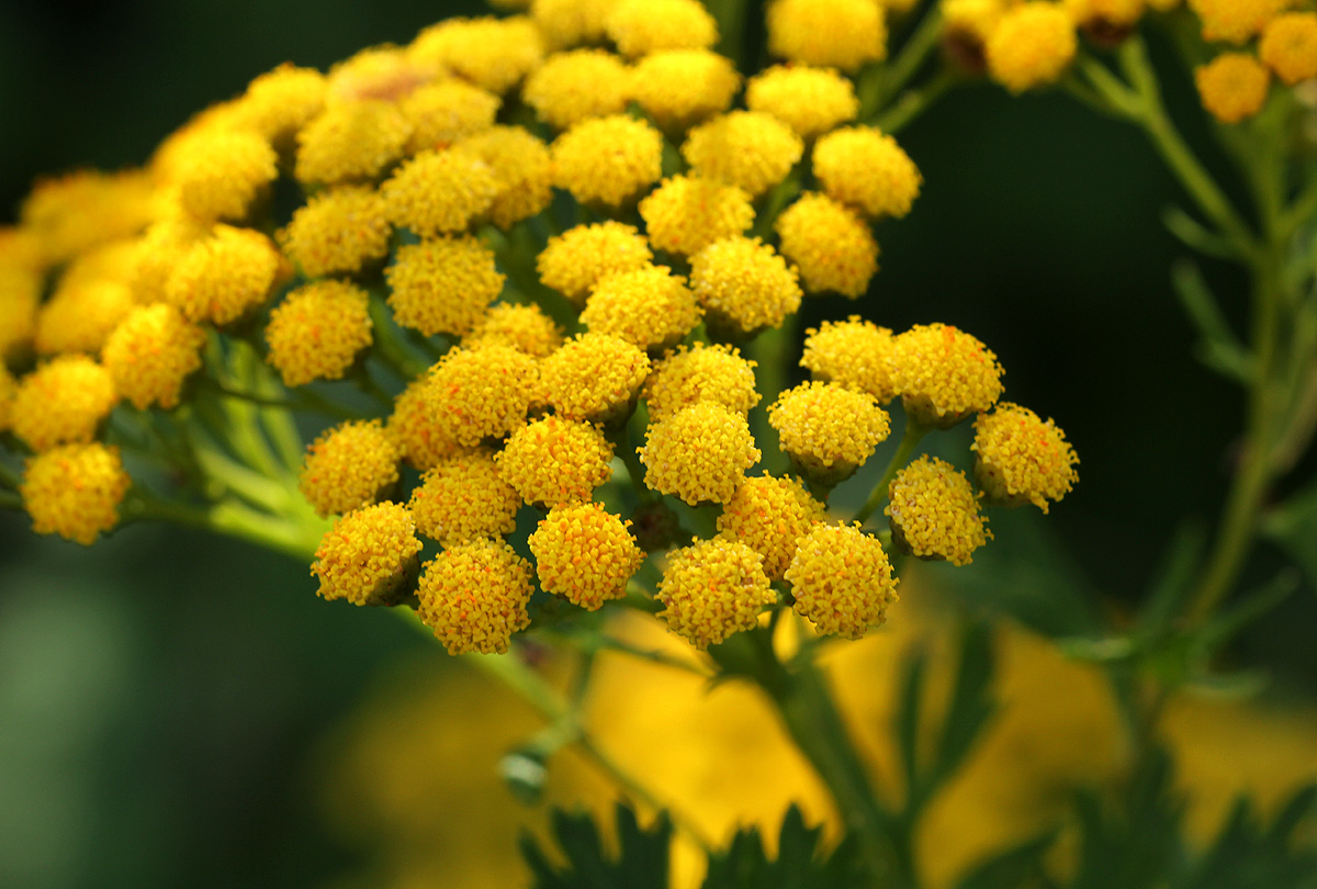 Schistostephium oxylobum